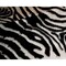 Homeroots 5.25 x 7.5 in. Cowhide Rug and Throw - Zebra Black White 317167 - alternate 5